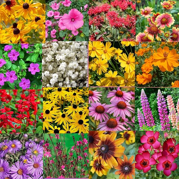 Northern Florida Bulk Perennial Wildflower Seed Mix 1lb Covers 2,000sq-ft - Attract Pollinators, Multi-Color Blooms - Southeast US Species Plant in Spring/Fall, Earth-Friendly Packaging (1 Pound)