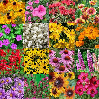 North Florida Bulk Perennial Wildflower Seed Mix 1lb Covers 2,000sq-ft - Attract Pollinators, Multi-Color Blooms - Southeast Species Plant Spring/Fall, Earth-Friendly Packaging (1/8 Pound (2 Ounce))