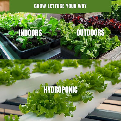 Buttercrunch Lettuce Seeds for Planting – 500+ Heirloom Non-GMO Bibb Lettuce, Sweet Crisp Leaves, Cool Season Spring Garden Crop, High Germination (Lactuca Sativa)