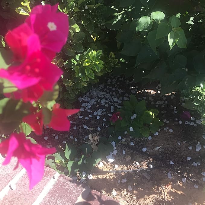 Gardening Pumice for Plants Soil Amendment | 3/8" Screened | 8 Quarts