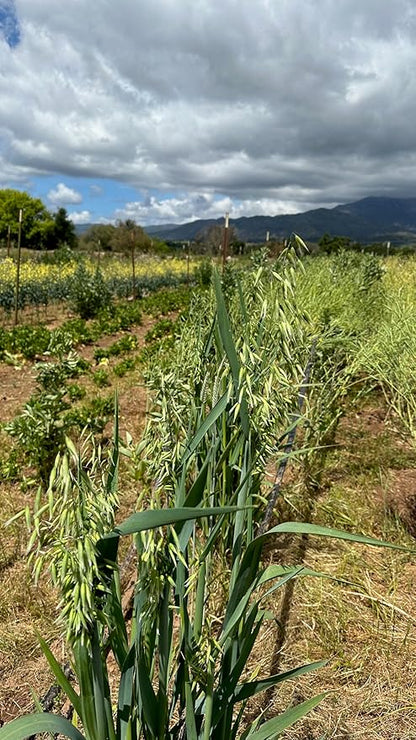 Plant Good Seed Organic Common Oat Seeds for Planting: Cover Crop, Whole Hull Grains - 275 Seed Packet