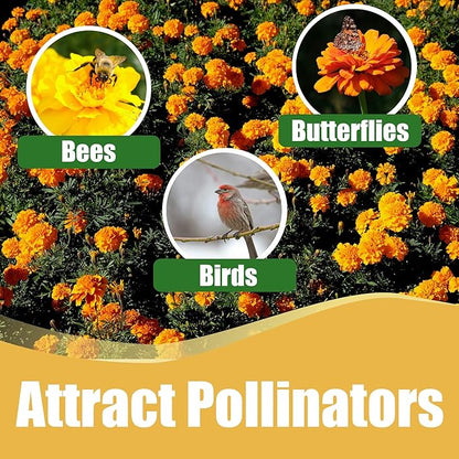 Park Seed Flamenco Marigold Flower Seeds – French Variety with Picotee Yellow and Orange Blooms, Compact and Prolific, Great for Containers, Beds, and Pollinator Gardens – Pack of 25