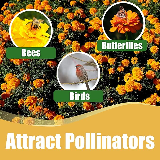 Park Seed Inca II Deep Orange Marigold Seeds – 3–4 Inch Fully Double Hybrid Blooms, Early and Long-Lasting, Heat and Drought Tolerant Tagetes Erecta for Beds, Containers, and Cut Flowers – Pack of 25