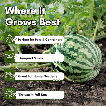 Sugar Baby Watermelon Seeds for Planting - Heirloom, Non-GMO Mini Watermelon Seed Pack, Small Bush Melon Seeds Variety for Home Gardens & Outdoors | Woods Creek Seeds