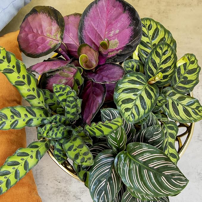 Live Calathea Houseplant (4 Pack), Pet Safe Plants for Cats & Dogs, Makoyana, Rattlesnake, Roseopicta, Air Purifying Indoor Plant Mix, Freddie, Orbifolia, Prayer Plants, Real Calatheas, 4.25 in. Pots
