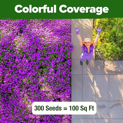 HOME GROWN Aubrieta Rock Cress Purple, Flowering Ground Cover Seed Pack, Non GMO Perennial Cress Seeds for Planting Outdoor Lawn Gardens 300 Aubrieta deltoidea Flower Seeds