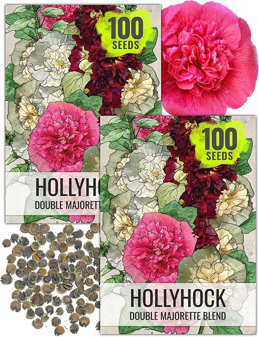 Seed Needs, Double Majorette Hollyhock Seeds - 100 Heirloom Seeds for Planting Alcea rosea - Mixed Biennial Flower That Attracts Pollinators to The Garden (2 Packs)