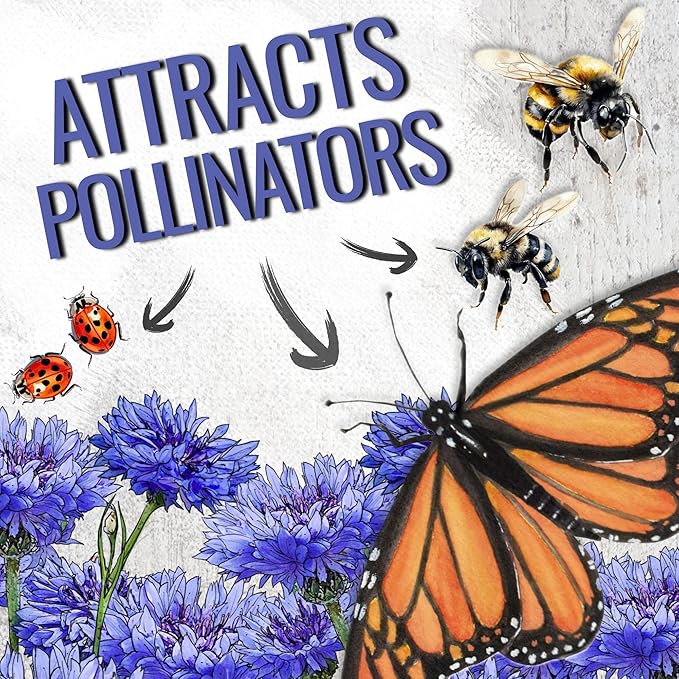 Seed Needs Cornflower Seeds for Planting Dwarf Blue Bachelor's Button Wildflowers - Heirloom & Open Pollinated Flowers to Plant and Grow an Outdoor Home Grown Butterfly Garden (2 Packs)