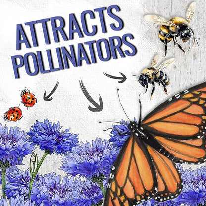 Seed Needs Cornflower Seeds for Planting Dwarf Blue Bachelor's Button Wildflowers - Heirloom & Open Pollinated Flowers to Plant and Grow an Outdoor Home Grown Butterfly Garden (2 Packs)