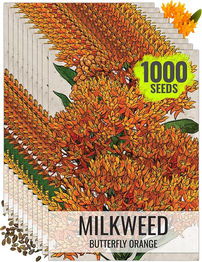 Seed Needs Orange Milkweed Seeds for Planting Butterfly Weed - Heirloom & Untreated Perennial Flower Seed to Grow a Monarch Butterfly Garden (10 Packs)