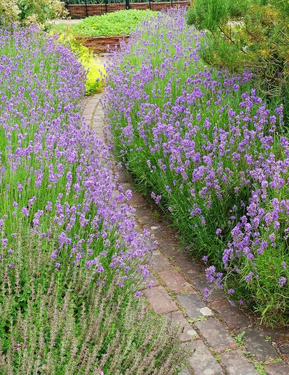 Seed Needs English Lavender Seeds for Planting Lavendula angustifolia Plants - Non-GMO Heirloom & Untreated USA sourced Herb Seeds to Plant Indoors or Outdoors (XL Pack)
