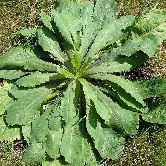 Palm Beach Medicinal Herbs - Wild Lettuce (Lactuca virosa) - Packet of 50 Seeds