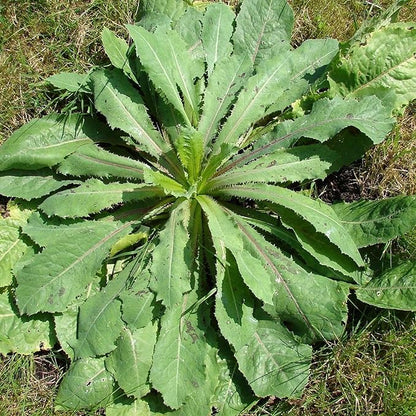Palm Beach Medicinal Herbs - Wild Lettuce (Lactuca virosa) - Packet of 50 Seeds