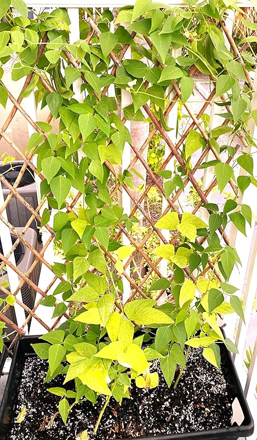 TomorrowSeeds - Christmas Lima Bean (Pole) Seeds - 60+ Count - for 2026 Planting Red Speckled Large Pods Heat Tolerant Chestnut Calico Cranberry Butter Green Vegetable Grow Your Own Home Farm Patio