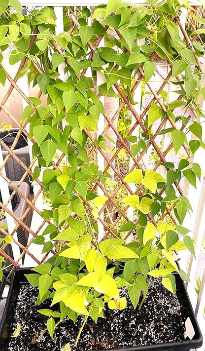 TomorrowSeeds - Christmas Lima Bean (Pole) Seeds - 20+ Count - for 2026 Planting Red Speckled Large Pods Heat Tolerant Chestnut Calico Cranberry Butter Green Vegetable Grow Your Own Home Farm Patio