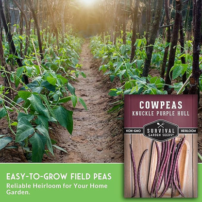 Knuckle Purple Hull Pea Seeds for Planting – Heirloom Southern Field Peas – Drought-Tolerant, High-Yield Crowder-Type Cowpea for Home Gardens – Survival Garden Seeds (5 Pack)