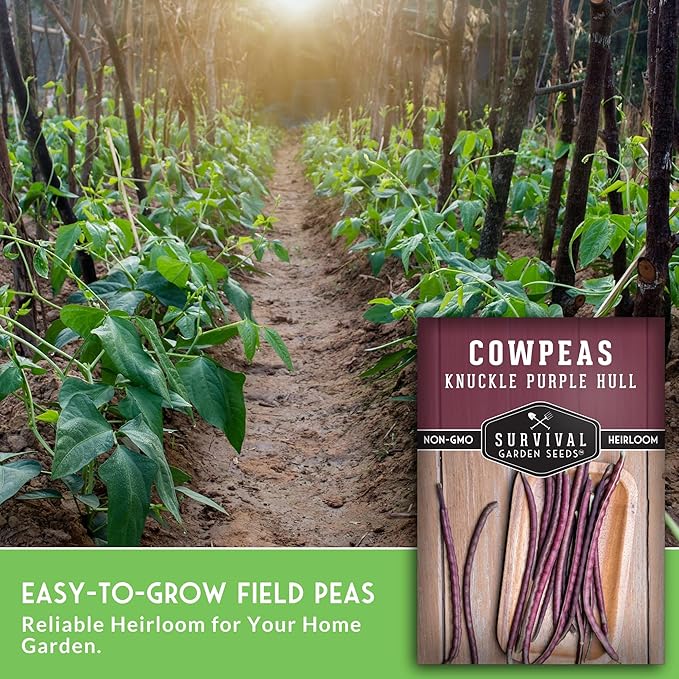Knuckle Purple Hull Pea Seeds for Planting – Heirloom Southern Field Peas – Drought-Tolerant, High-Yield Crowder-Type Cowpea for Home Gardens – Survival Garden Seeds (1 Pack)