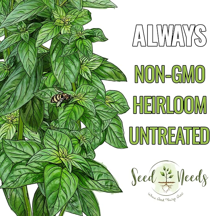 Seed Needs Genovese Basil/Lemon Basil Seeds for Planting Fresh Kitchen Herbs - Non-GMO Heirloom & Untreated Annual Herb Seed to Plant a Culinary Garden Indoors or Outdoors