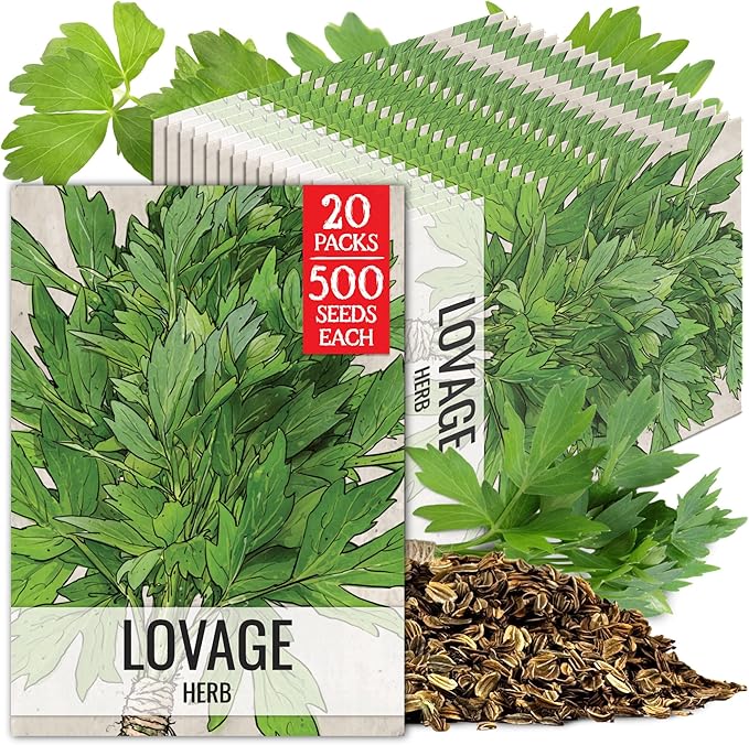 Seed Needs Lovage Seeds for Planting - Non-GMO Heirloom & Untreated Herbs to Plant a Medicinal/Culinary Home Grown Herb Garden Indoors or Outdoors (5 Packs)