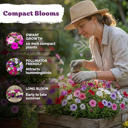 KVITER 2,000 Mix Dwarf Petunia Seeds for Planting Flowers (Nana Compacta) — Mini Petunia Flower Seeds, Annual, Organic & Non GMO — Beds, Hanging Baskets, Containers, Outdoor & Indoor Garden