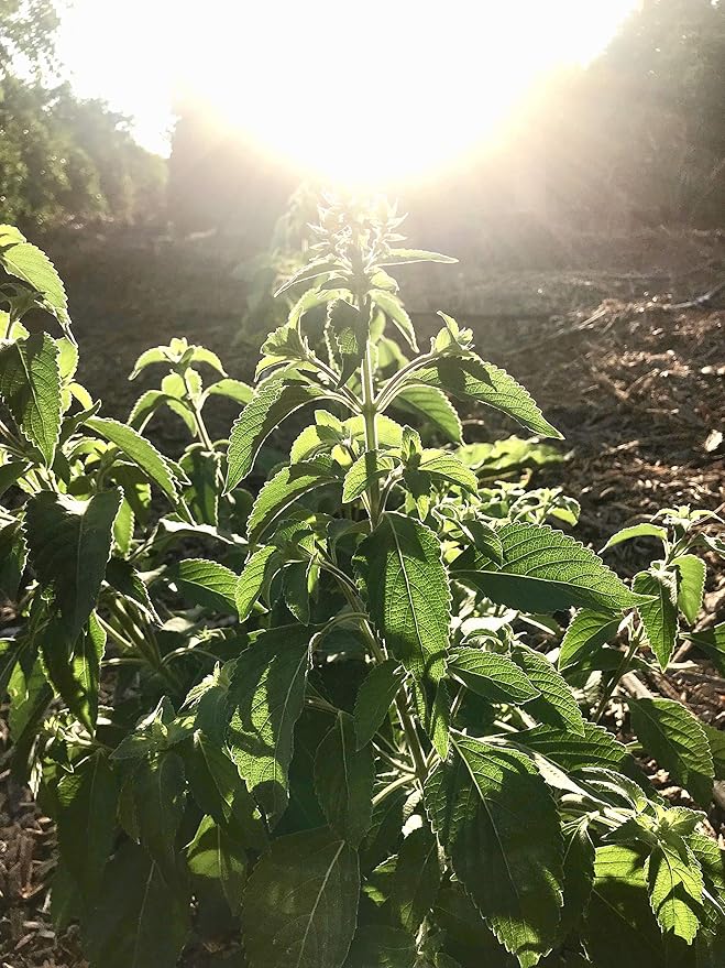Plant Good Seed Clove/Van Holy Basil Seeds for Planting: Vana Tulsi Tea, Emerald Green Leaves - 200 Seed Packet