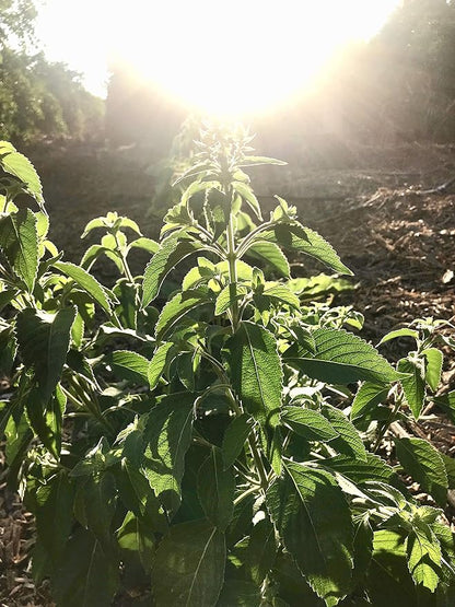 Plant Good Seed Clove/Van Holy Basil Seeds for Planting: Vana Tulsi Tea, Emerald Green Leaves - 200 Seed Packet