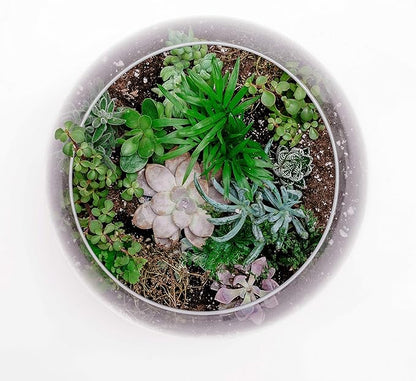 WGV Bowl Glass Vase Bulk, Diameter 10", Height 8", Open Width 6", (Multiple Sizes Choices) Clear Bubble Planter Terrarium Fish Bowl for Wedding Event Home Decor, 4 Pieces (VBW0010)