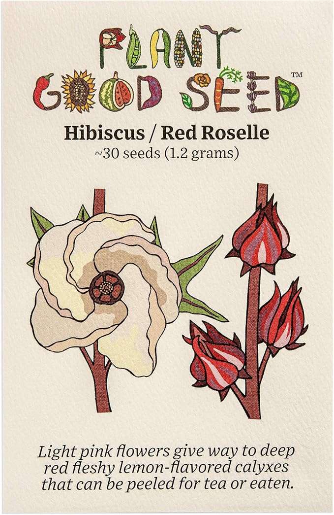 Plant Good Seed Organic Hibiscus sabdariffa/Jamaica/Red Roselle Seeds for Planting: Culinary and Tea Herb, Red Fleshy Calyces - 30 Seed Packet