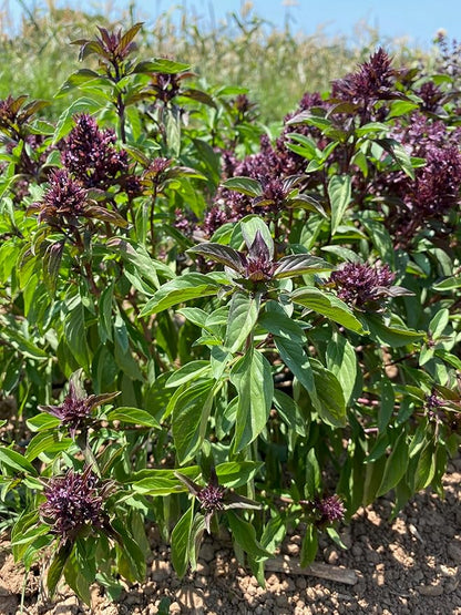 Plant Good Seed Organic Siam Queen Thai Basil Seeds for Planting: Culinary Herb, Green Purple Leaves - 250 Seed Packet