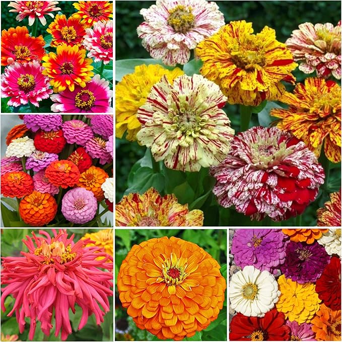 Seed Needs Crazy Zinnia Seeds 15+ Varieties Specialty Blend | 5,000+ Seeds Zinnia Elegans Open Pollinated | Includes California Giants, Candystripe & State Fair Species | Bulk