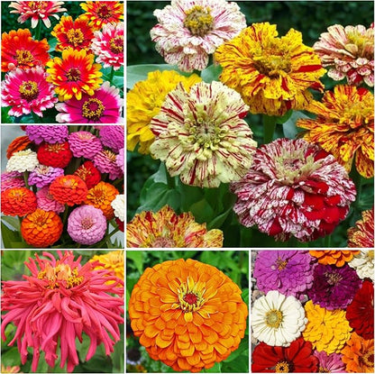 Seed Needs Crazy Zinnia Seeds 15+ Varieties Specialty Blend | 5,000+ Seeds Zinnia Elegans Open Pollinated | Includes California Giants, Candystripe & State Fair Species | Bulk
