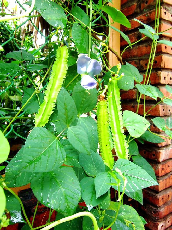 50+ Winged Bean Seeds – Dragon Bean, Four-Angled Bean – Tropical Climbing Vegetable – Non-GMO, Heirloom, Fast Growing – 60–90 Days to Harvest – Mai’s Family