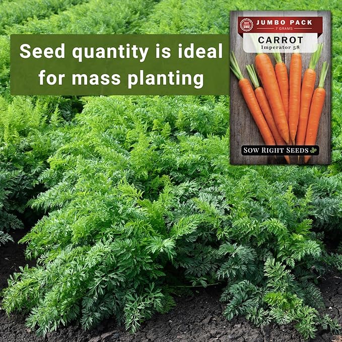 Sow Right Seeds - Bulk Imperator 58 Carrot Seed for Planting - 7 Grams, 6500 Seeds - Non-GMO Heirloom Jumbo Pack with Instructions to Plant a Vegetable Garden - Grow Loads of Bright and Sweet Carrots
