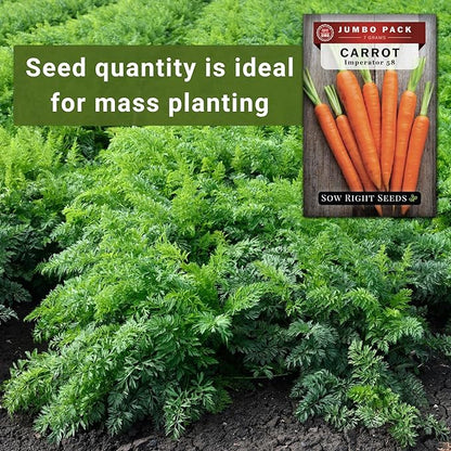 Sow Right Seeds - Bulk Imperator 58 Carrot Seed for Planting - 7 Grams, 6500 Seeds - Non-GMO Heirloom Jumbo Pack with Instructions to Plant a Vegetable Garden - Grow Loads of Bright and Sweet Carrots