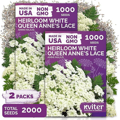 KVITER 2000 White Queen Anne's Lace Seeds (Ammi Majus), 2 Pack – Bishop Flower, Heirloom, Non GMO & Organic Wildflower, False Queen Annes Lace, Pollinator-Friendly Flower Seeds to Plant Outside Garden