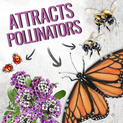 Seed Needs Alyssum Seeds for Planting - Heirloom & Untreated - Tender Perennial Flowers to Attract Pollinators to Rock Gardens, Pots, Containers & Window Boxes