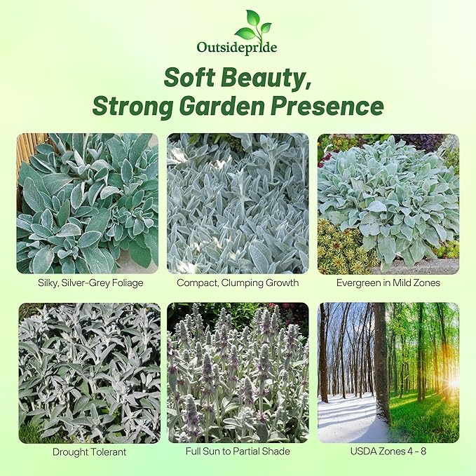 Outsidepride Stachys Byzantina Lamb's Ear Seeds - 2000 Pcs Perennial Flower Seeds for Planting Velvet-Textured Silvery Foliage & Vibrant Blooms for Ground Cover & Pollinator Gardens