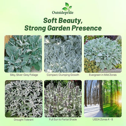 Outsidepride Stachys Byzantina Lamb's Ear Seeds - 2000 Pcs Perennial Flower Seeds for Planting Velvet-Textured Silvery Foliage & Vibrant Blooms for Ground Cover & Pollinator Gardens
