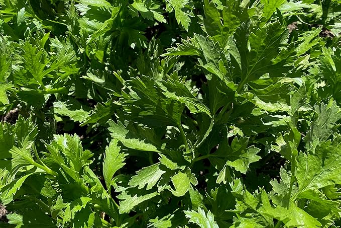 Plant Good Seed Tango Celery Seeds for Planting: Heirloom Vegetable, Tender Green Stalks - 250 Seed Packet