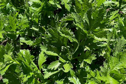 Plant Good Seed Tango Celery Seeds for Planting: Heirloom Vegetable, Tender Green Stalks - 250 Seed Packet