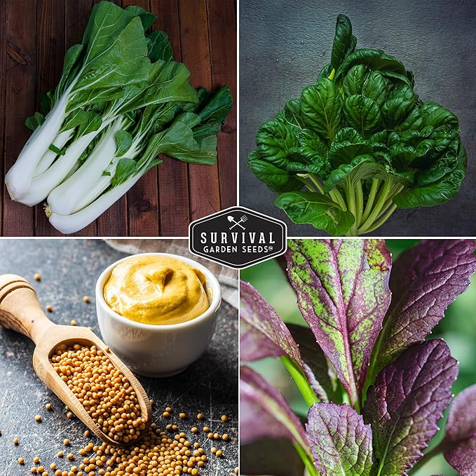 Mustard Green Seeds for Planting - 4 Variety Pack of Heirloom Greens | Tatsoi, Southern Giant, Giant Red, Pak Choi Mustard & Asian Greens Seed - Survival Garden Seeds