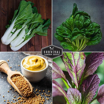 Mustard Green Seeds for Planting - 4 Variety Pack of Heirloom Greens | Tatsoi, Southern Giant, Giant Red, Pak Choi Mustard & Asian Greens Seed - Survival Garden Seeds