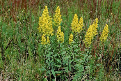 Goldenrod Showy 1000 Seeds (Solidago speciosa) Heirloom - Open Pollinated