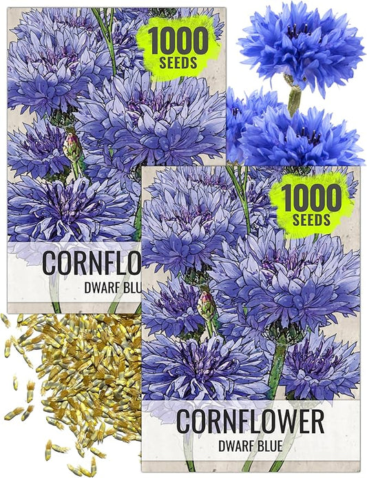 Seed Needs Cornflower Seeds for Planting Dwarf Blue Bachelor's Button Wildflowers - Heirloom & Open Pollinated Flowers to Plant and Grow an Outdoor Home Grown Butterfly Garden (2 Packs)