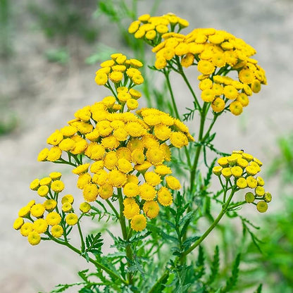 Outsidepride Tansy Seeds - 10000 Pcs. Perennial, Easy to Grow & Low Maintenance, Herb Seeds for Planting Aromatic & Vibrant Yellow Button-Like Blooms, Great for Versatile Uses & Pollinator Gardens