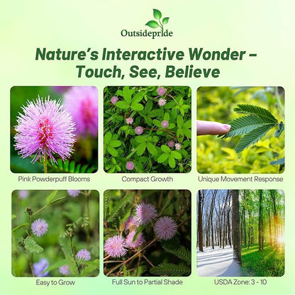 Outsidepride Mimosa Pudica Seeds - 2000 Pcs Annual, Easy to Grow, Sensitive Plant Seeds for Planting, Great for Educational Projects & Garden Displays