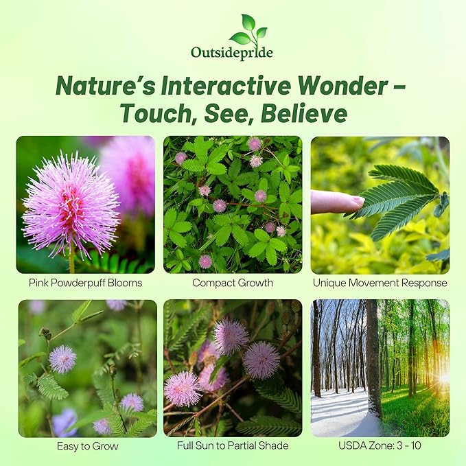 Outsidepride Mimosa Pudica Seeds - 1000 Pcs Annual, Easy to Grow, Sensitive Plant Seeds for Planting, Great for Educational Projects & Garden Displays