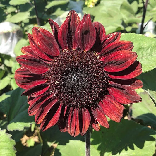 Park Seed ProCut Red Sunflower Seeds – Deep Red 4-Inch Blooms with Brown Centers, Easy to Grow Spring Variety, Ideal for Cutting & Wildlife Gardens, Pack of 50