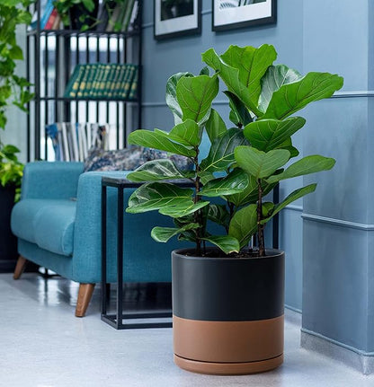 D'vine Dev 8 Inch & 10 Inch Ceramic Planter Pot for Plants with Drainage Hole and Saucer, Large Plant Pots Set, Black/Speckled Tan, 94-G-L-7