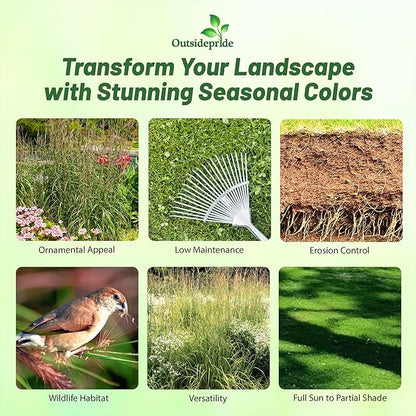 Outsidepride Perennial Andropogon Big Bluestem Grass Seed - 1 lb. Warm Season, Drought Resistant, Native Prairie Grass Seed, Ideal for Erosion Control, Ornamental Landscaping & Wildlife Gardens